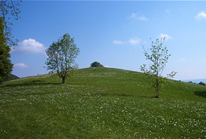 Sulla collina intanto sono fioriti i narcisi....
